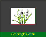 Schneeglckchen